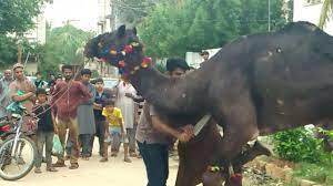 Beautiful camel sacrifice done by expert butchernauman khalid. Dangerous Camel Qurbani By Noman Shahid