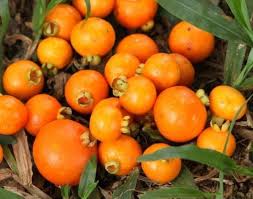 Se consume directamente como fruta fresca,  1 ​ pero también se preparan refrescos, mermeladas, licores, vinagres caseros y otros. Gabiroba Para Diabetes Emagrecer Cancer Suco E Fruta Mundo Ecologia