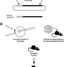 Pdf Using Knockout And Transgenic Mice To Study Physiology And Behavior
