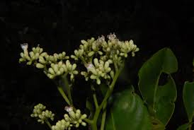 Image result for Cordia torrei