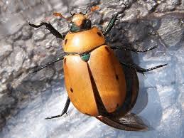 We did not find results for: Grapevine Beetle Wikipedia