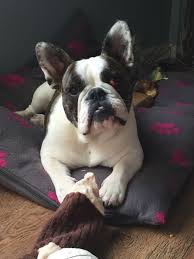 If you are looking for a good pet, you should know the french bulldog english bulldog mix completely. French Bulldog X Old English Bulldog Wishaw Lanarkshire Pets4homes