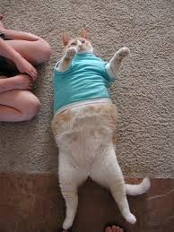 Pin On Dedicated To Felines