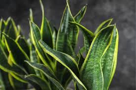 Insect infestation and diseases are also responsible for this problem. 6 Snake Plant Benefits The Best Plant For Your House Jay Scotts Collection