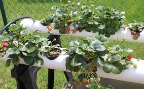 Erdbeeren im rohr vertikal oder horizontal pflanzen? Erdbeeren Im Rohr Vertikal Oder Horizontal Pflanzen Tipps Bauanleitung