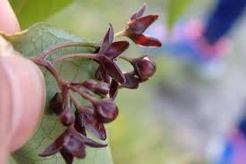 Image result for Vincetoxicum cernuum