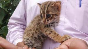 Rare Species Of Cat Snake Spotted In Pilibhit Tiger Reserve The Weather Channel Articles From The Weather Channel Weather Com