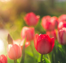 White spring flowers on a tree branch. The 10 Best Spring Flowers To Plant At Home Accuweather