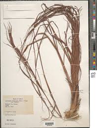 Image result for Anadelphia