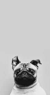 Dog Cute And Pug Resmi Dog Wallpaper Iphone Pug Wallpaper Dog Wallpaper