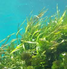 Check spelling or type a new query. Guide To Different Types Of Pond Algae With Pictures Pond Informer