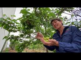 There are also sterile cultivars that, of course, also don't bear any fruit. Mulberry Tree White Shahtoot