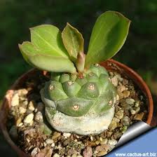 Image result for Monadenium rugosum