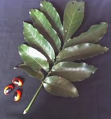 Image result for Trichilia capitata