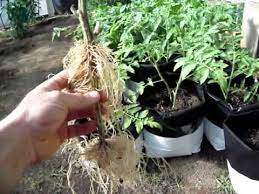 Check spelling or type a new query. Planting Tomatoes Understanding Root Growth Youtube