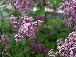 Tree with purple flowers uk. What Is A Dwarf Lilac Tree Types Of Dwarf Lilacs For The Landscape