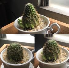 My yellow cactus grafted on a green one is ill, what should i do? My Cactus Is Getting Pointy As It Grows Is This Bad Plantclinic