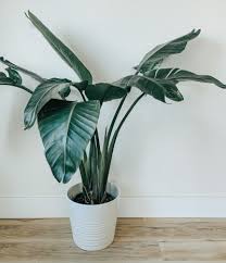 Maybe you would like to learn more about one of these? Bird Of Paradise Complete Care Guide That Planty Life
