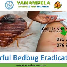 Maybe you would like to learn more about one of these? Pest Control Yamampela Services