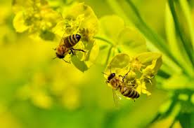 Check spelling or type a new query. How Much Of Our Food Supply Do Bees Pollinate Would We Starve Without Bees