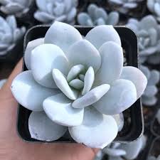 Pre Order Selected Echeveria Laui Moran J Meyran Korean Imported Rare Live Succulent Plant Echeveria Planting Succulents Succulents