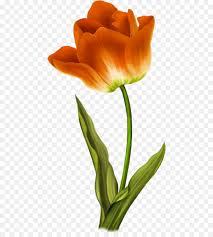 Gambar mewarnai bunga tulip terbaru gambarcoloring. Bunga Tulip Lukisan Gambar Png