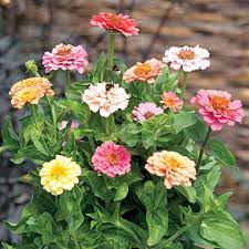 They attract hummingbirds, butterflies and beneficial insects. Zinnia Seeds Dobies Florist Pastels Mixed Dobies