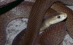 Die giftigste schlange der welt ist der australische inlandtaipan. Giftigste Schlange Der Welt Kommt Nach Wien Buzz At