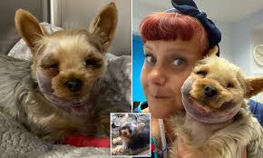 Imagine you were a victim of his and you saw this. Yorkshire Terrier Chloe Gets Bitten By A Snake Ending Up With A Swollen Head Daily Mail Online