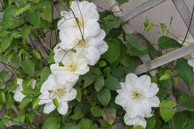 Check spelling or type a new query. Clematis Guernsey Cream Papi Joe S Garden