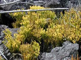 Image result for Psilotum nudum