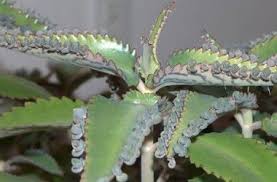 Kalanchoe Daigremontiana Plants Planting Succulents Succulents