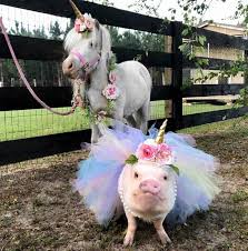 Hahaha Unicorn Pig Princess Cute Animals Cute Baby Animals Cute Funny Animals