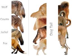 Kutub utara juga meliputi greenland, kepulauan svalbard milik norwegia, negara islandia, dan juga pulau novaya zemlya yang merupakan bagian dari rusia. Anjing Serigala Rubah Coyote Jackal Apa Perbedaannya Kaskus