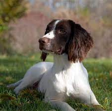 Buy springer spaniel puppies and get the best deals at the lowest prices on ebay! Puppies Springer Spaniels English Cocker Spaniels Field Bred Spaniels For Sale Stud Dogs Prairierose Gundogs Premium Field Bred English Springer Spaniels Cocker Spaniel Puppies For Sale
