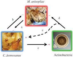 Princeton, nj is home to the famous ivy league princeton university. Extended Disease Resistance Emerging From The Faecal Nest Of A Subterranean Termite Proceedings Of The Royal Society B Biological Sciences