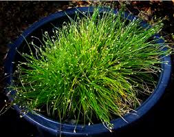 Image result for Isolepis
