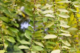 Image result for Stipularia