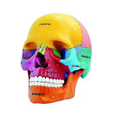 Size this image is 60502 bytes and the resolution 398 x 512 px. Amazon Com Nski Puzzle Didactic Exploded Beauchene Skull Color Human 1 2 Anatomy 3d Model Industrial Scientific