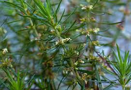 Image result for Kosteletzkya buettneri