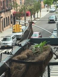New york is the city that never sleeps and for good reason. Mourning Dove Eggs Hatched I M Worried Because How Do They Learn To Walk Around Nest Is Is Elevated On A Nyc Balcony I M Afraid They Will Fall Out Of The Nest Ornithology
