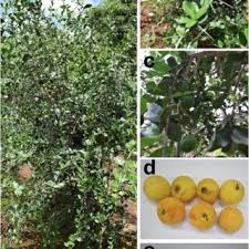 Image result for Mimusops afra