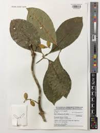 Image result for Pseudocalyx saccatus