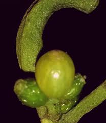 Image result for Viscum littorum