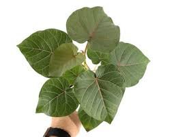 Image result for Ficus tettensis