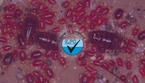 Kevin carrillo is a pest control specialist and the senior project manager for mmpc, a pest control. Reasons Why Bed Bugs Are Hard To Get Rid Of International Line Pest Control
