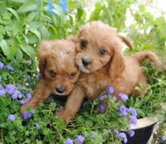 Hello, my name is rusty and here i am with one of my favorite people. Cavapoo Cavoodle Puppies For Sale In Il Dreamcatcher Hill Puppies