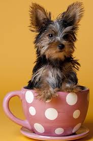 1.dogs are some of the most beloved pets for us to have around. What Is The Best Teacup Dog Breed Hno At