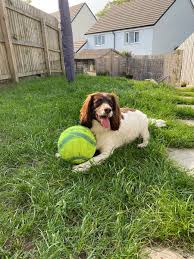 Our recommended brands #1 pet zen garden. Sprogs Dogs Hardwearing Grass Seed Lawn Uk