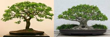 Perbedaan Bonsai Asam Jawa Dibandingkan Dengan Bonsai Beringin